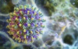 El Virus Nipah: Entendiendo su Origen, Transmisión y Prevención